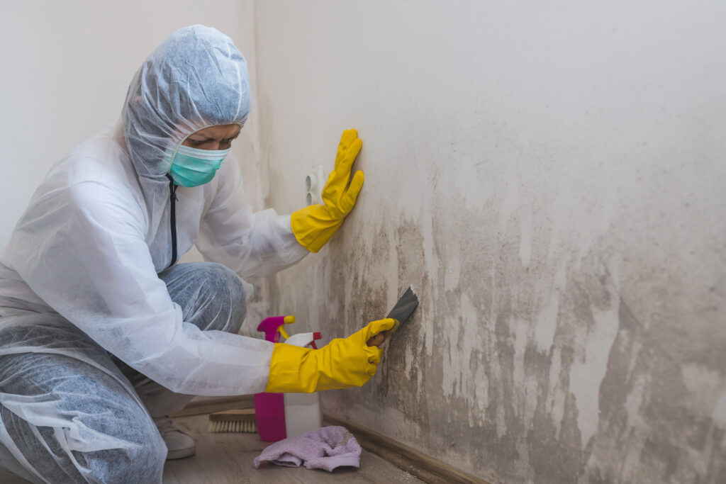 female worker of cleaning service removes mold from wall using spray bottle with mold remediation chemicals and scraper tool.